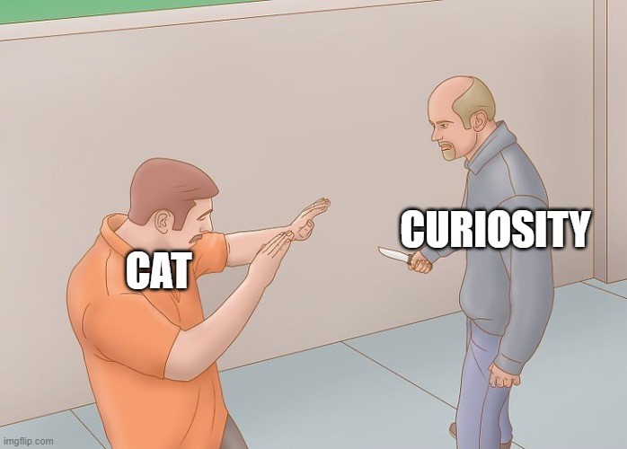 Curiosity can be deadly for cats at least
